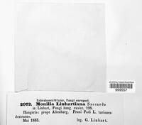 Monilinia padi image